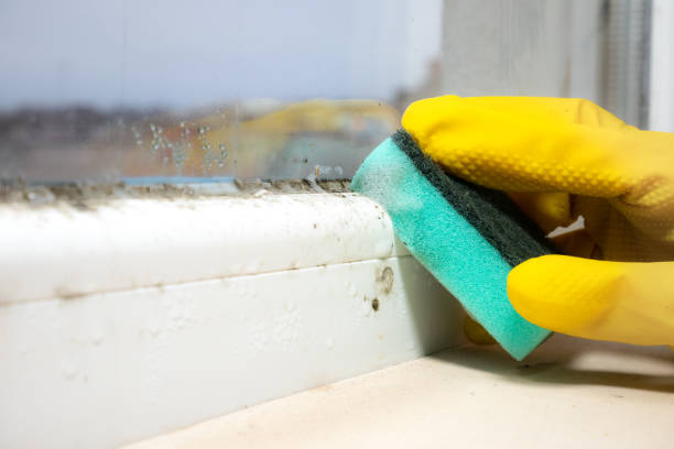 Best Black Mold Removal  in Avon, IN